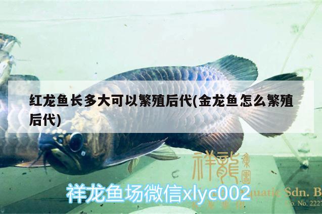 紅龍魚長多大可以繁殖后代(金龍魚怎么繁殖后代) PH調(diào)節(jié)劑