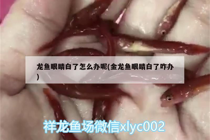 龍魚眼睛白了怎么辦呢(金龍魚眼睛白了咋辦) 月光鴨嘴魚