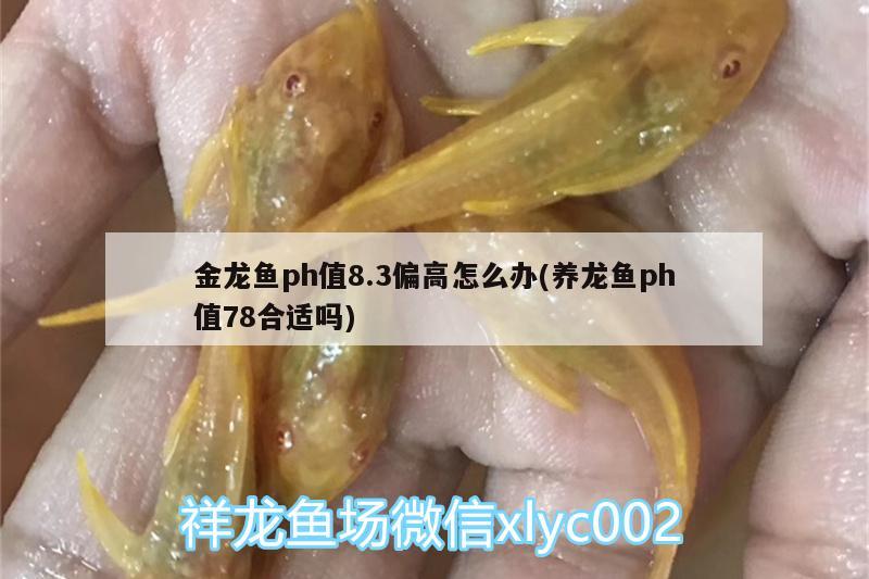 金龍魚ph值8.3偏高怎么辦(養(yǎng)龍魚ph值78合適嗎)