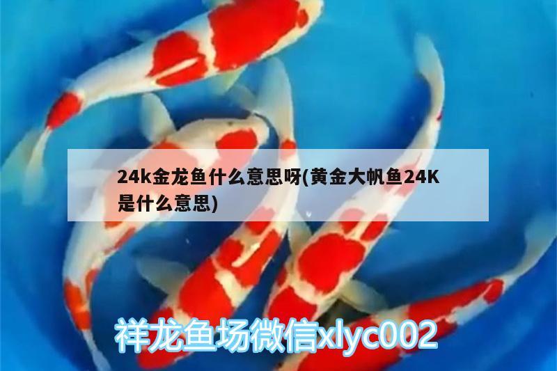 24k金龍魚什么意思呀(黃金大帆魚24K是什么意思)