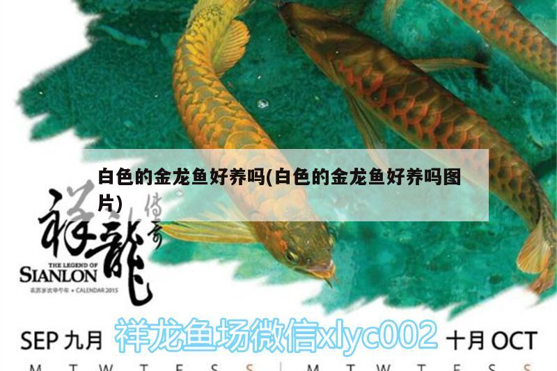 白色的金龍魚好養(yǎng)嗎(白色的金龍魚好養(yǎng)嗎圖片)