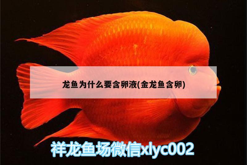 龍魚(yú)為什么要含卵液(金龍魚(yú)含卵) 黑桃A魚(yú)苗