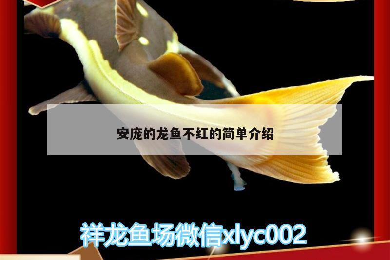 花老虎魚養(yǎng)殖技術，花老虎魚的功效與作用