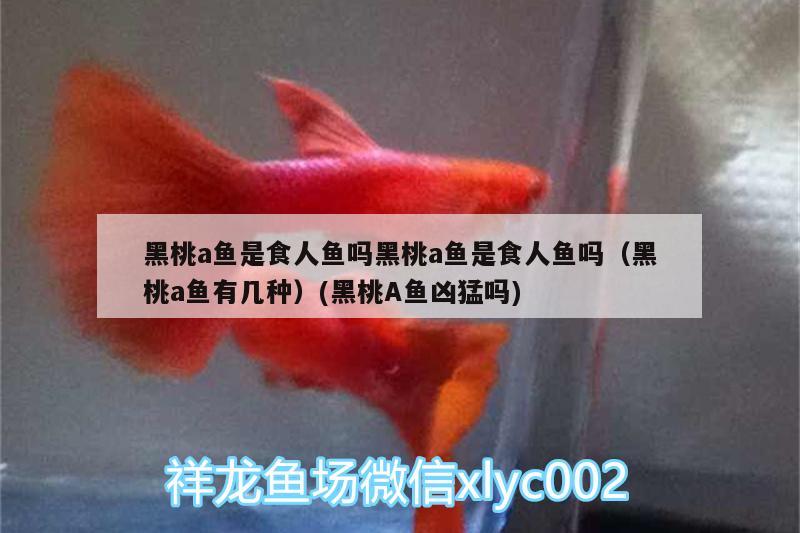 長春南關(guān)區(qū)一介草民水族造景店 全國水族館企業(yè)名錄 第3張