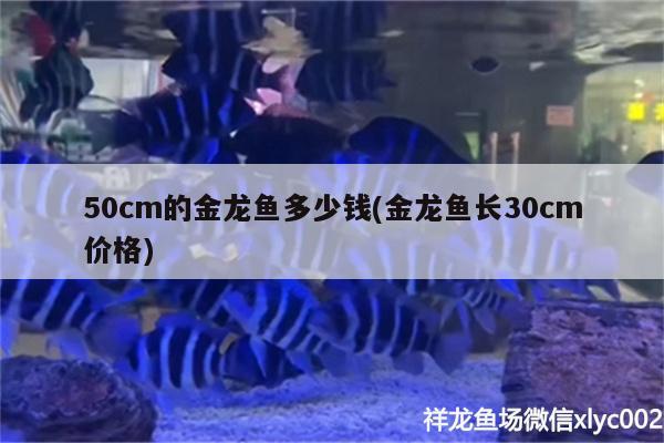 50cm的金龍魚多少錢(金龍魚長(zhǎng)30cm價(jià)格)