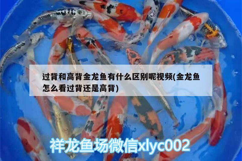 雙門魚缸底柜安裝視頻大全圖片（雙門魚缸底柜安裝視頻大全圖片下載） 祥龍水族醫(yī)院 第2張