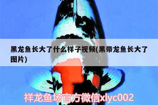 黑龍魚長大了什么樣子視頻(黑帶龍魚長大了圖片)