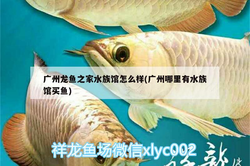 廣州龍魚之家水族館怎么樣(廣州哪里有水族館買魚) 龍魚之家