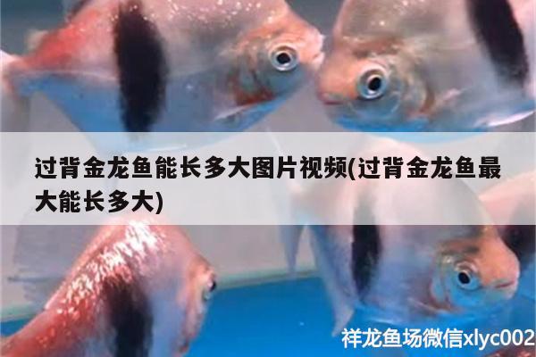 過背金龍魚能長多大圖片視頻(過背金龍魚最大能長多大) 過背金龍魚