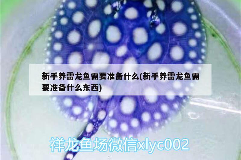 新手養(yǎng)雷龍魚需要準備什么(新手養(yǎng)雷龍魚需要準備什么東西)