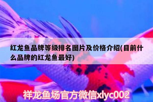 紅龍魚品牌等級排名圖片及價格介紹(目前什么品牌的紅龍魚最好) 照明器材