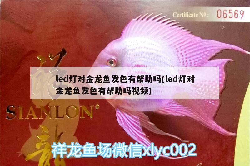 led燈對金龍魚發(fā)色有幫助嗎(led燈對金龍魚發(fā)色有幫助嗎視頻) 黃金達摩魚