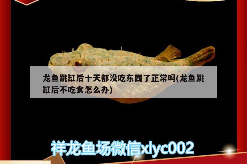 連云港觀賞魚市場新手提問:每次換水后都需要加藥預(yù)防嗎？加什么藥？