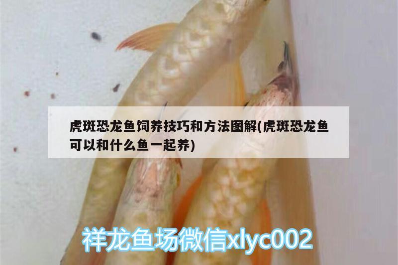 虎斑恐龍魚飼養(yǎng)技巧和方法圖解(虎斑恐龍魚可以和什么魚一起養(yǎng))