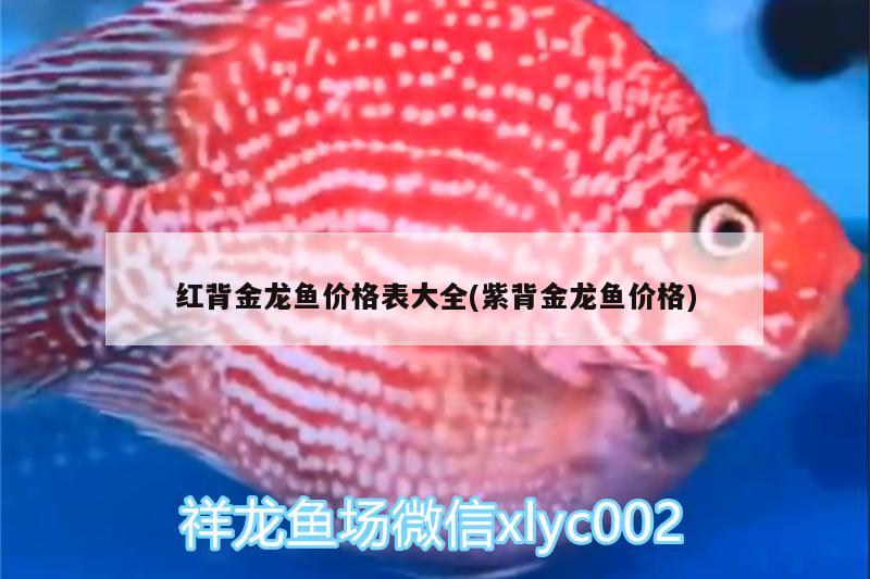 紅背金龍魚價格表大全(紫背金龍魚價格)