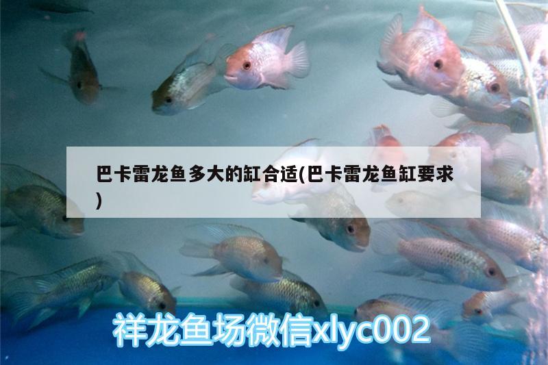 巴卡雷龍魚多大的缸合適(巴卡雷龍魚缸要求)