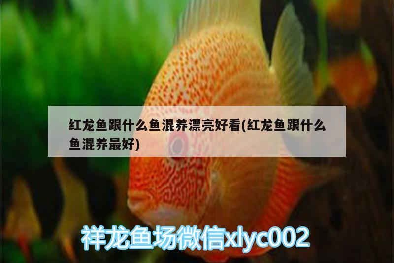 三明水族批發(fā)市場在哪里有賣魚的（三明水族批發(fā)市場在哪里有賣魚的） 祥龍超血紅龍魚