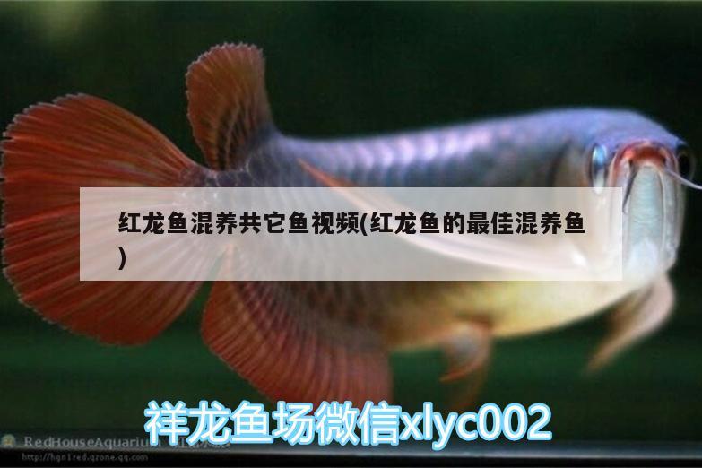 紅龍魚混養(yǎng)共它魚視頻(紅龍魚的最佳混養(yǎng)魚) 球鯊魚