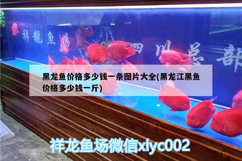 黑龍魚價格多少錢一條圖片大全(黑龍江黑魚價格多少錢一斤)