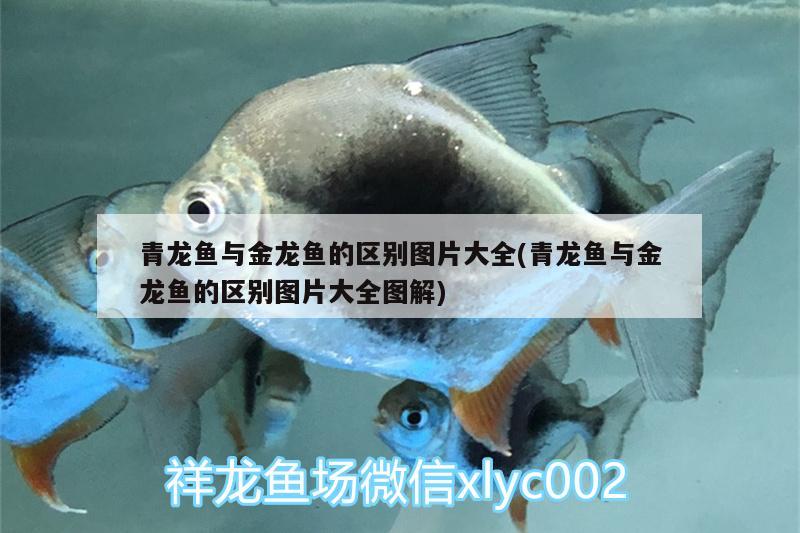 青龍魚與金龍魚的區(qū)別圖片大全(青龍魚與金龍魚的區(qū)別圖片大全圖解)