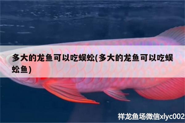 多大的龍魚(yú)可以吃蜈蚣(多大的龍魚(yú)可以吃蜈蚣魚(yú))