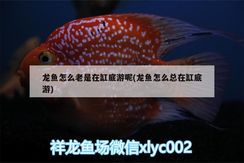 龍魚怎么老是在缸底游呢(龍魚怎么總在缸底游) 黑影道人魚