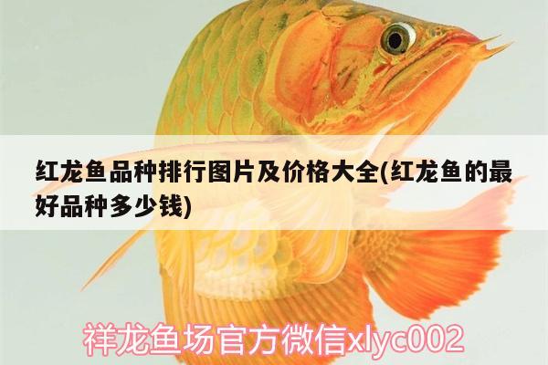 阿里水族館這貓可能有點(diǎn)危險(xiǎn)