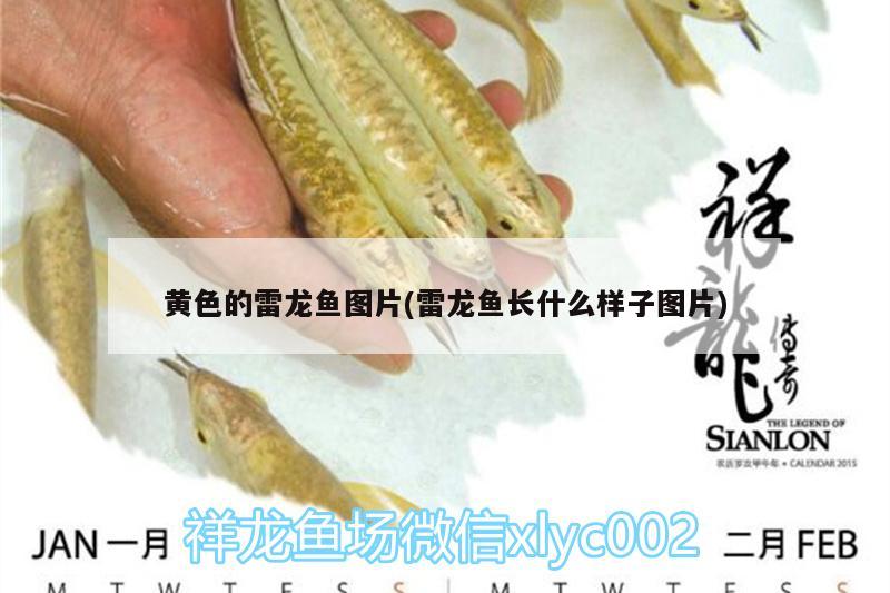 黃色的雷龍魚圖片(雷龍魚長什么樣子圖片)