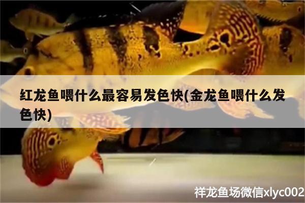 紅龍魚(yú)喂什么最容易發(fā)色快(金龍魚(yú)喂什么發(fā)色快) 藍(lán)底過(guò)背金龍魚(yú) 第2張