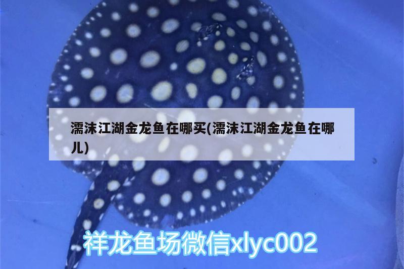 濡沫江湖金龍魚在哪買(濡沫江湖金龍魚在哪兒) 祥龍水族護理水