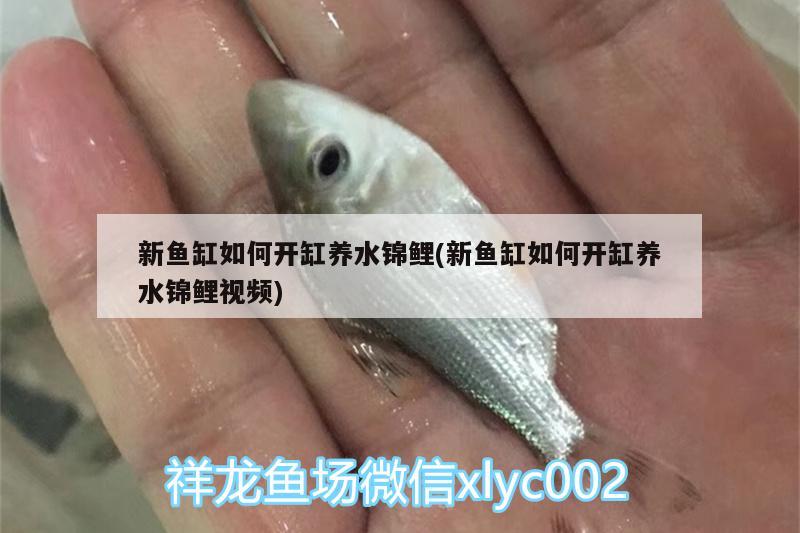 新魚缸如何開缸養(yǎng)水錦鯉(新魚缸如何開缸養(yǎng)水錦鯉視頻) 高背金龍魚