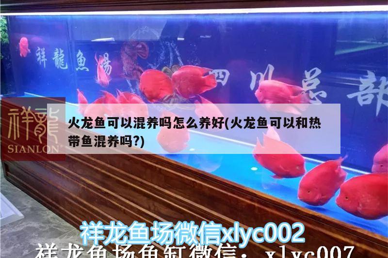 銀白色的魚叫什么？，銀白色的小魚觀賞魚叫什么品種圖片 水族品牌 第2張