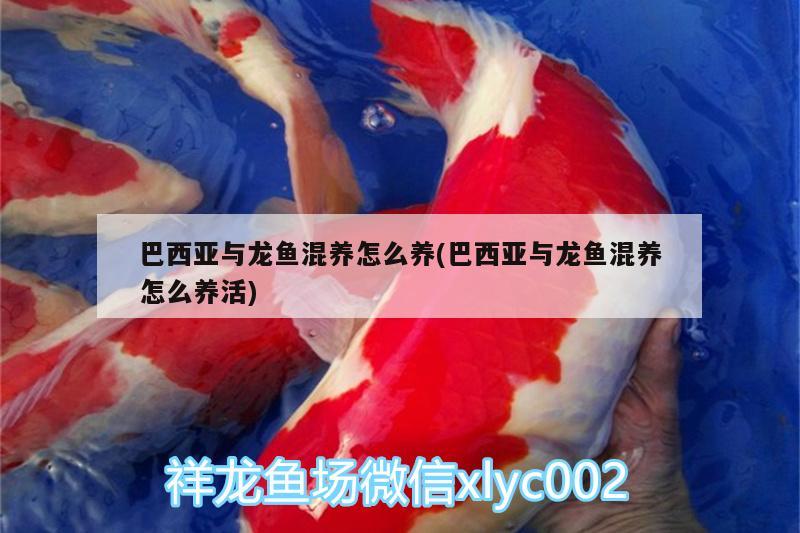 巴西亞與龍魚(yú)混養(yǎng)怎么養(yǎng)(巴西亞與龍魚(yú)混養(yǎng)怎么養(yǎng)活) 巴西亞魚(yú)