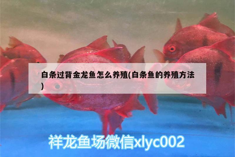 阿里水族館這貓可能有點(diǎn)危險(xiǎn)