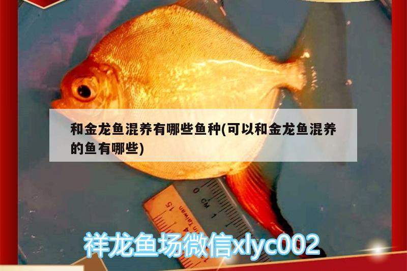 圓魚缸適合養(yǎng)什么魚（圓魚缸適合養(yǎng)什么魚好） 和尚魚 第2張