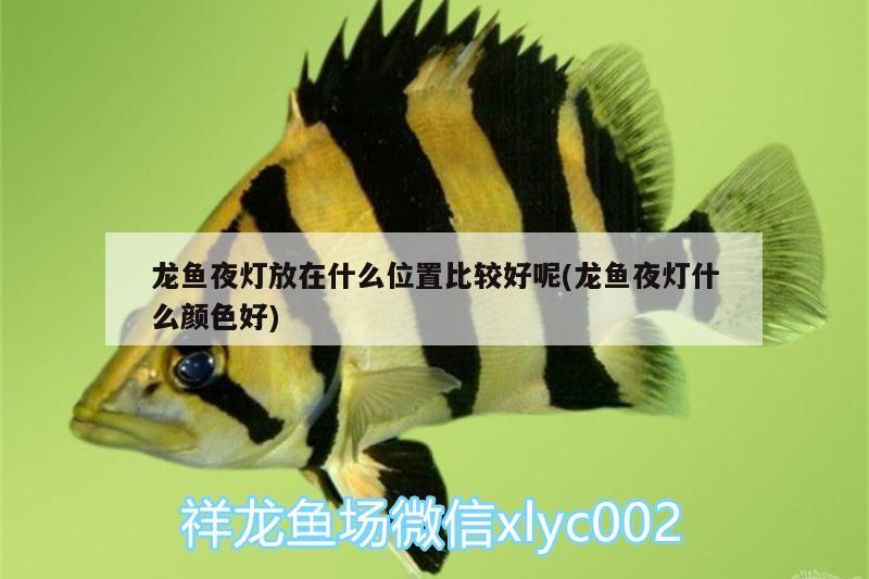 龍魚夜燈放在什么位置比較好呢(龍魚夜燈什么顏色好) 鴨嘴鯊魚