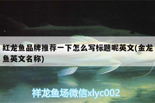 紅龍魚(yú)品牌推薦一下怎么寫(xiě)標(biāo)題呢英文(金龍魚(yú)英文名稱) 飛鳳魚(yú)苗