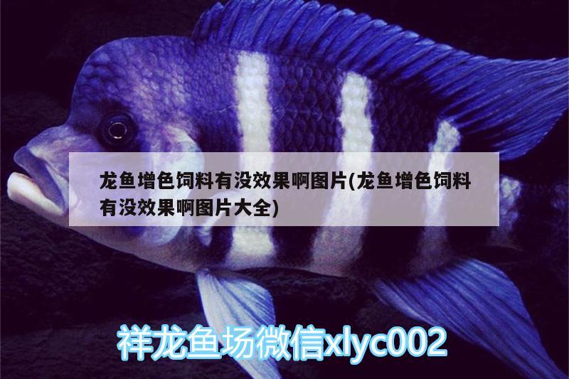 龍魚增色飼料有沒效果啊圖片(龍魚增色飼料有沒效果啊圖片大全)