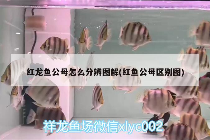 魚缸水凈化方法視頻（生活中，你都不會(huì)做哪些“油膩膩”的事） 女王大帆魚苗 第2張