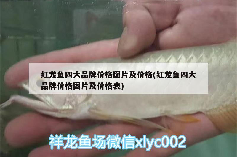 紅龍魚(yú)四大品牌價(jià)格圖片及價(jià)格(紅龍魚(yú)四大品牌價(jià)格圖片及價(jià)格表) 三色錦鯉魚(yú)