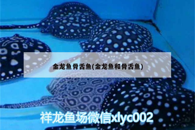 金龍魚骨舌魚(金龍魚和骨舌魚)