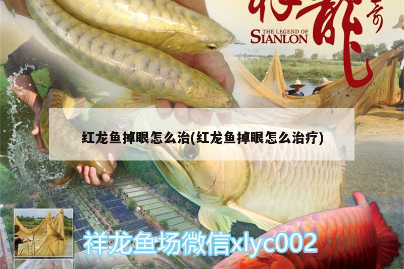 紅龍魚掉眼怎么治(紅龍魚掉眼怎么治療)