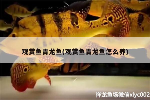 觀賞魚青龍魚(觀賞魚青龍魚怎么養(yǎng)) 青龍魚