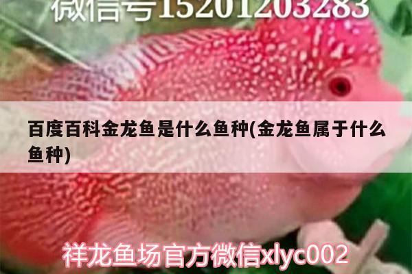 百度百科金龍魚是什么魚種(金龍魚屬于什么魚種)