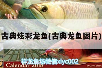 古典炫彩龍魚(yú)(古典龍魚(yú)圖片) 水族燈（魚(yú)缸燈）