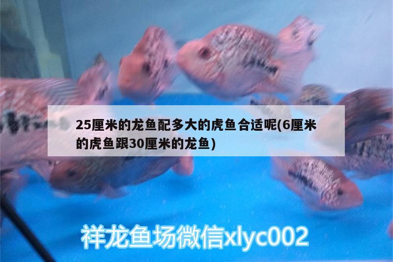 龍魚用什么顏色的燈好看呢圖片（龍魚用什么顏色燈照比較好） 水族燈（魚缸燈） 第3張