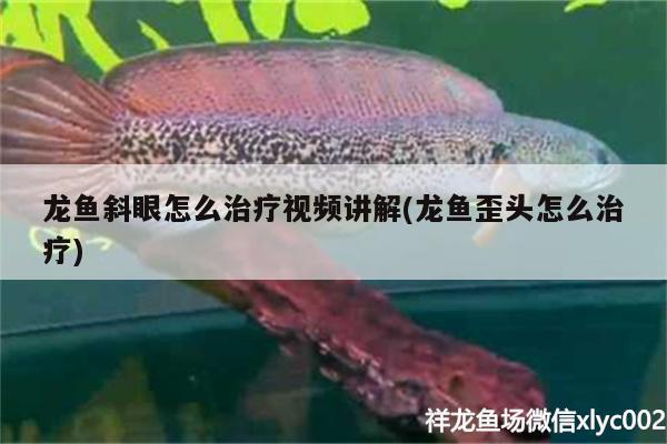 龍魚斜眼怎么治療視頻講解(龍魚歪頭怎么治療) 元寶鳳凰魚 第2張