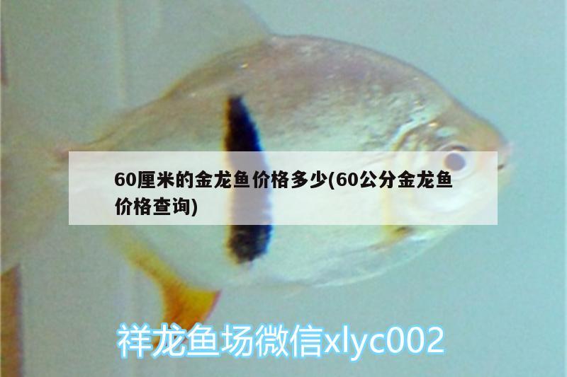 60厘米的金龍魚價格多少(60公分金龍魚價格查詢) 皇冠黑白魟魚