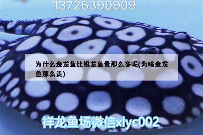 為什么金龍魚比銀龍魚貴那么多呢(為啥金龍魚那么貴)