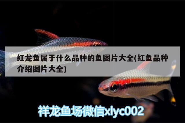 紅龍魚屬于什么品種的魚圖片大全(紅魚品種介紹圖片大全) 印尼三紋虎